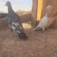 سار سرور|پرنده|مشهد, شهید معقول|دیوار