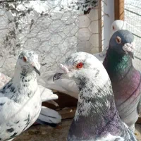 توضیحات نوشتم