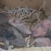 کوتوله سرلاکی