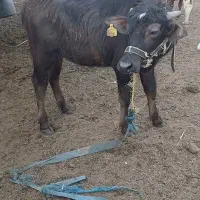 روستای ملیحه سعدون