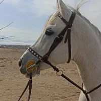 اسب عرب مدرک دار دارای میکرو‌چیپ