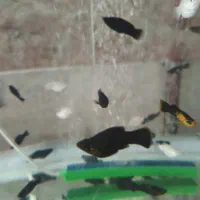 ماهی مولی خوشگل|ماهی|قم, شهرک سازمان آب|دیوار