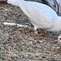 کبوتر سفید درشت نر