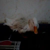 با سلام  اردک فروش است