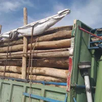 چوب انگور|عمده‌فروشی|ضیاء آباد, |دیوار