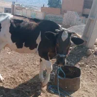 گاو زایده با گوساله نر