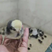 جوجه ۲ روزه لهستانی