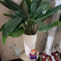 درختچه