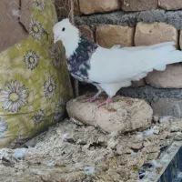 کبوتر طوقی دم سفید سینه ای دوکت