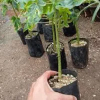 باغبان با تجربه در گیاهان گرمسیری گلخانه‌ای