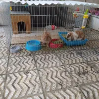 فروش خرگوش نر و ماده