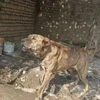 سگ گمشده|حیوانات|رامیان, |دیوار