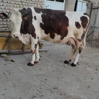 گاو|حیوانات مزرعه|جوکار, |دیوار