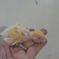 جوجه کوتوله زرد سرلاکی