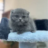 گربه های زیبا و اصیل|گربه|شیراز, فرهنگ شهر|دیوار