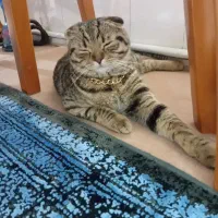 گربه میکس اسکاتیش و بریتیش|گربه|اسلامشهر, مطهری|دیوار