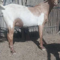 کهره و بز|حیوانات مزرعه|میناب, |دیوار