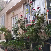 گل رز پنج ساله ۴۰ عدد سرحال|گل و گیاه طبیعی|رباط‌کریم, |دیوار