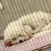 سگ شیتزو|حیوانات|یاسوج, |دیوار