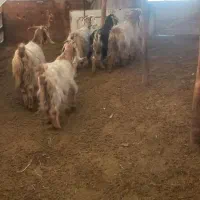 بز محلی|حیوانات مزرعه|کرمانشاه, |دیوار