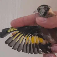 جوجه سهره نیم گل نشوندارکیاسر معاوضه با سهره قناری|پرنده|ری, ولی آباد|دیوار