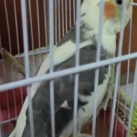 عروس هلندی سخنگو