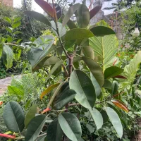 در دو رنگ برگ قرمز و سبز