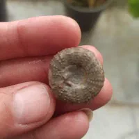 آمونیت ۱۵۰ میلیون ساله عطیقه|کلکسیون اشیاء عتیقه|شاندیز, |دیوار