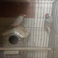 فنج نرگسی سیلور