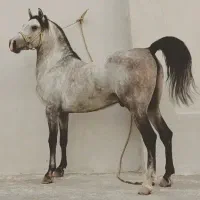 اسب مادیان|اسب و تجهیزات اسب‌سواری|صحنه, |دیوار