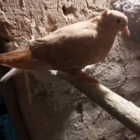 کبوتر|پرنده|تربت‌حیدریه, قاسم آباد|دیوار