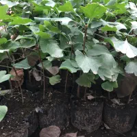 نهال ژینگو/جینکو