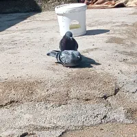 کبوتر پلاکی