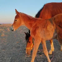 مادیان باسند وکره یک سر