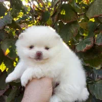 پامرانین خرسی بوفیس|سگ|گلوگاه, |دیوار