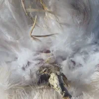 خرید فروش کبوتر و۰۰۰|پرنده|آستانه اشرفیه, |دیوار