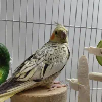 عروس هلندی نر ۴ ماهه