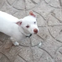 پاکوتاه فروشی|سگ|خرمدره, |دیوار