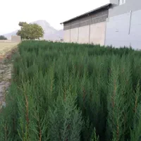 انواع نهال ، گل ، گلدان ،کود