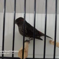 فروش قناری نگروموزاییکی ماده