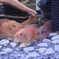 جوئل فیش.فلاورباکس.سردلفینی.سیچلایدوچندعددمدل دیگه