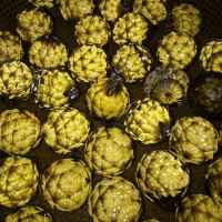 حباب وگوی کریستالی|لوستر و چراغ آویز|هریس, |دیوار