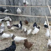 دم دسفید طوقی تازه اورده قزوین تازه رسید