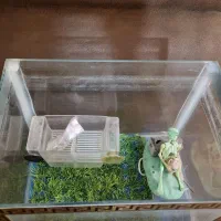 آکواریوم کوچیک رومیزی|ماهی|پرند, فاز ۲|دیوار