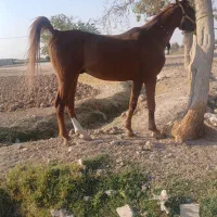 اسب نریان سواری