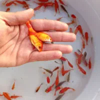 ماهی قرمز عیدعمده وگلدفیش کالیکو (ماهی شکار ندارم)|ماهی|رشت, یخسازی|دیوار