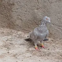 سار رنگ خاص قلدور نر جوجه صید