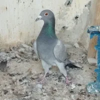 کاغذی ماده|پرنده|اقبالیه, |دیوار