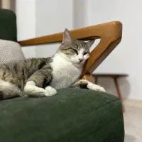 واگذاری گربه نر ۱۰ ماهه حمایتی با کلیه وسایل