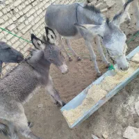 خر با کره